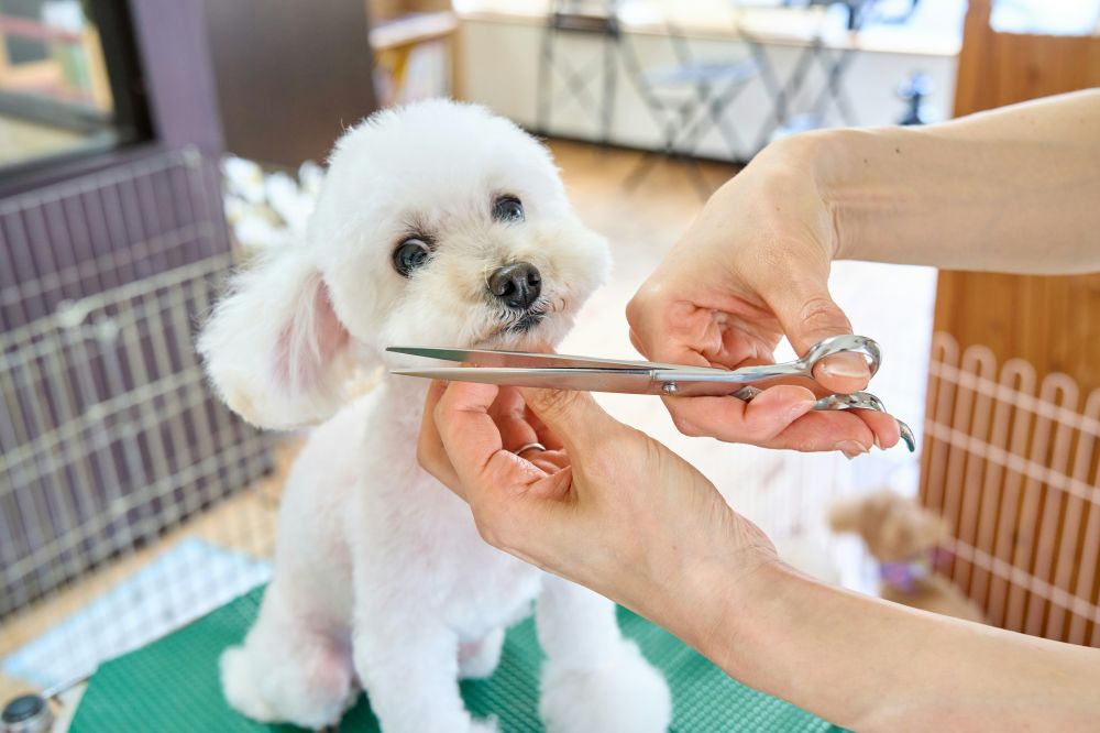 Hundesaks: sådan vælger du den rigtige til din hund